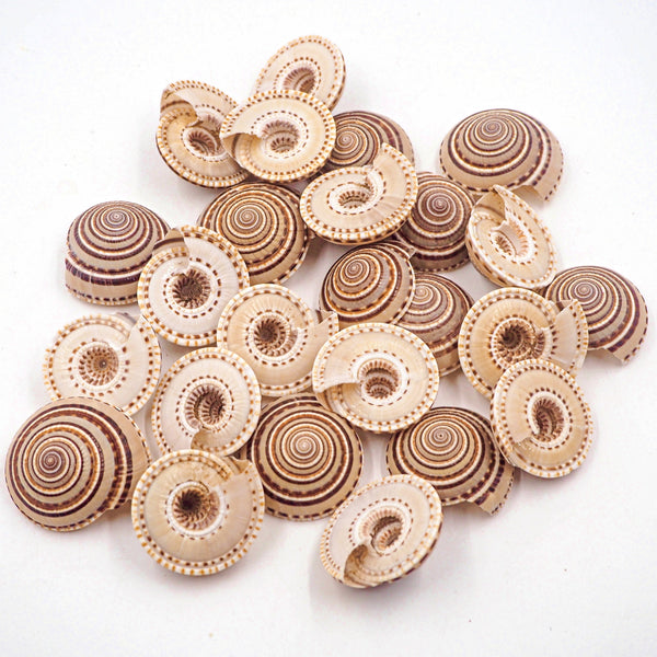 Natural Tan Spiral Sundial Shells - Pack 10, 25 and 50